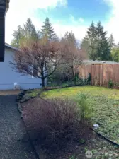 Yard and trees and shrubs.