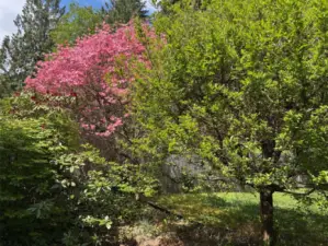 Beautiful trees in the backyard.