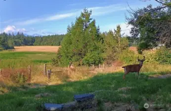 Country appearance within the city limits of Port Townsend, complete with deer.