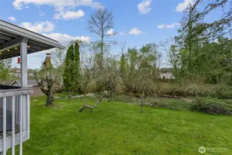 4 healthy fruit trees (Cherry, Apple, Pear X2)