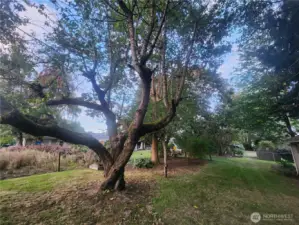 Large old trees, fruit trees too!