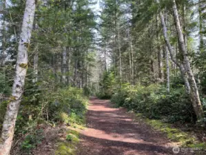 Miles of forest trails and adventures!