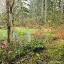 Pathway accessing slough and Bingham Creek