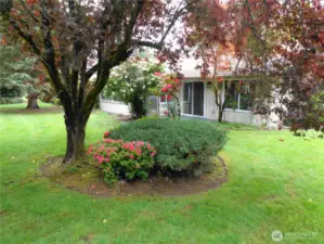 Back yard
