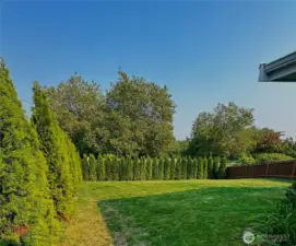 Plush arborvitae surround yard providing quite oasis