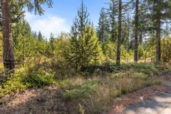 Gorgeous forest setting of Carney Lake Estates.