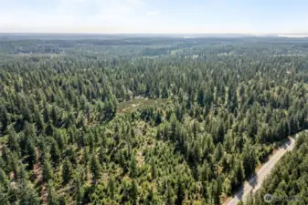 Potential timber value - buyer to verify.