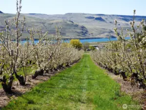Well Cared For Productive Orchard