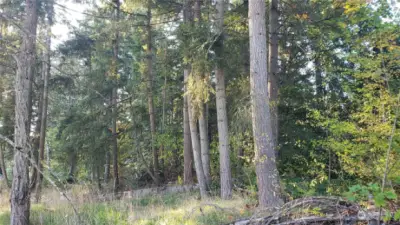 Wooden fence along north side is the boundary