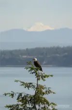 Resident Bald Eagle and Mt Baker