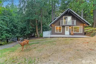 Enjoy being in the heart of the forest and daily visits from the neighborhood wildlife.