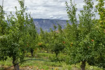 Beautiful young, healthy trees, producing some of the best tasting Honey Crisp.  Harvest time is just around the corner.