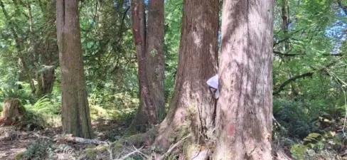 Can you find the hat on the tree??