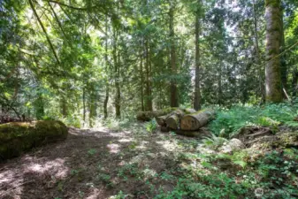 This possible future building site could have a valley view if the mature evergreen and maple trees were strategically thinned...or leave it natural and enjoy just the way it is.