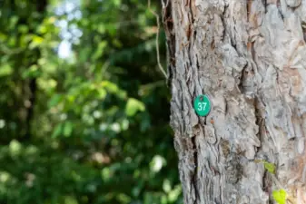 All trees are tagged for new construction permit