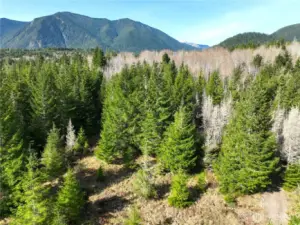 Lower pasture on west acreage. approx 5 acres of level land off Elkhorn. Easy build site