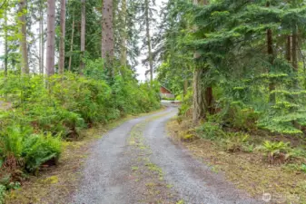 Peaceful, tree-lined driveway.