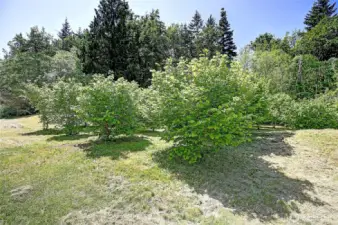Back of Level 5 Acres w/ Private Orchard of Filbert Trees Plus Plum, Apple, and More~