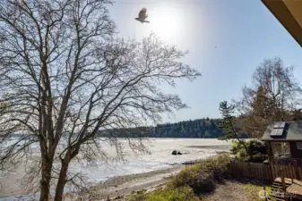 Wildlife abounds in and around this beachfront property...