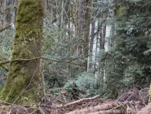 Filtered view of Liberty Bay can be enhanced by cutting "troublesome" trees.