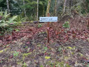 This is the west property line, it is well marked with white stakes