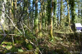 This end of the parcel appears to have a corner survey marker.