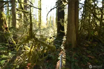 View into property from Old Cascade Hwy