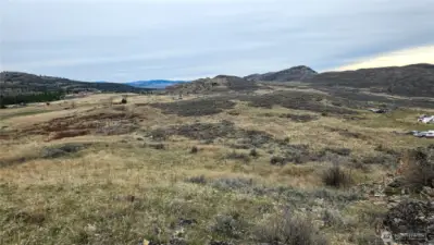 Expect a carpet of wildflowers soon!.