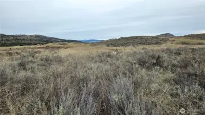 Shot from center lot. Great building site with room to roam.