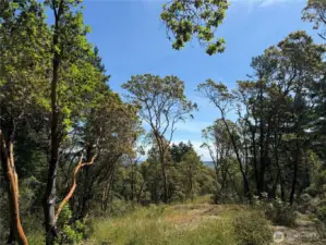 Potential second building site