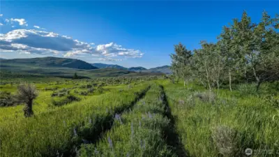 This grove of mature Quaking Aspens offers privacy and shelter in the heart of the property. Enjoy the afternoon shade and a front-row seat to the Okanogan Valley's western sunsets.