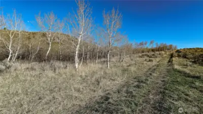 Seasonal beauty and natural privacy. As the Quaking Aspens begin to wake up, the property transforms into a secluded retreat. This mature grove provides a stunning backdrop and natural windbreak for your future cabin site. A true Okanogan gem.