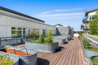 Pea Patch / Patio