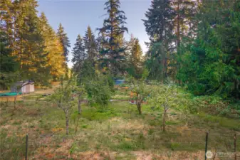 2 apple trees and 4 pear trees