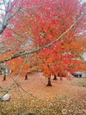 Back tree in the yard in the Fall, from the primary bedroom window!