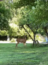 Sometimes a neighbor drops by.