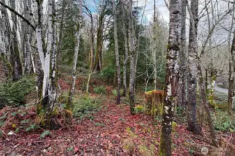 Building your own home in Ravensdale, WA offers the rare chance to enjoy peaceful country living while staying close to city conveniences. Surrounded by natural beauty, it’s a rewarding experience that lets you create a home perfectly suited to your lifestyle.