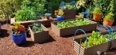 Grow your own vegetables!