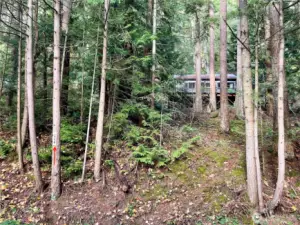 Forested lot with timber value. Potential for driveway  access from Emerald Lake Way.