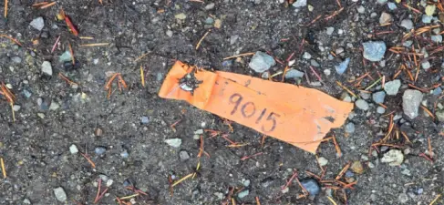 Southwest corner of the lot at the corner of SW 204th Street and Westside Hwy. The lot is 300 feet wide x 300 feet deep (perfect square that is 2.07 acres).  Gorgeous fully wooded lot that provides privacy and natural beauty. Southeast corner of the lot (Note 2x6 on the ground. This will be placed with a ground stake painted orange). Southeast corner of. The lot is 300 feet wide x 300 feet deep (perfect square that is 2.07 acres). Gorgeous fully wooded lot that provides privacy and natural beauty. 2nd lot is adjacent to this lot which has had a CAD completed on it.