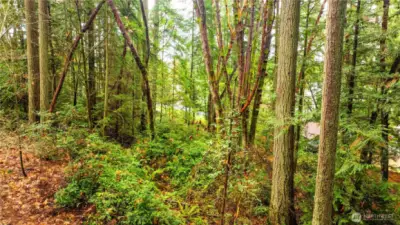 Lots of marketable timber.