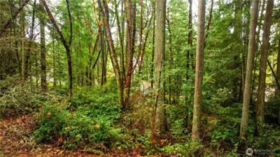 Lots of marketable timber.