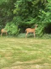 Nature viewing from home.