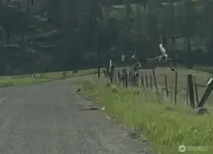 The deer are here.