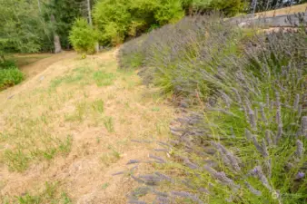 Lavender hillside