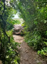 Through the tunnel of trees leads to the beach