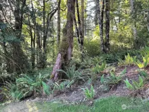 Enjoy a nice forest for shade and wildlife habitat.