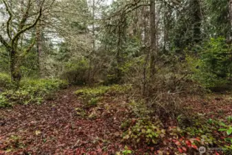 Upper portion of property is +/- half acre of level and treed space. Multiple mature trees, with a few redwoods