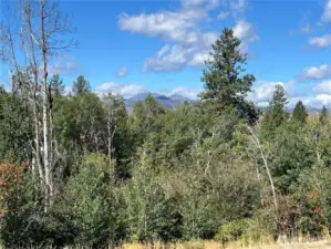 Serene grove of aspens creates a natural focal point.