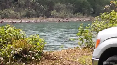 Elk across the river